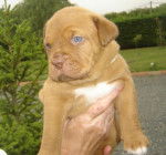 dogue de bordeaux grisca - Dogue de Bordeaux