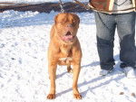 ALTESSE - Dogue de Bordeaux (4 ans)