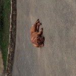 Marley - Dogue de Bordeaux M&acirc;le (6 mois)