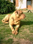 Vidocq - Dogue de Bordeaux