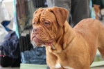 Photo Dogue de Bordeaux