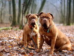 Photo Dogue de Bordeaux