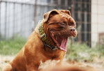 Photo Dogue de Bordeaux