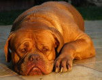 Photo Dogue de Bordeaux