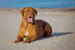 Photo Dogue de Bordeaux