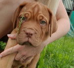 Nala - Dogue de Bordeaux M&acirc;le (2 mois)