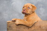 Photo Dogue de Bordeaux