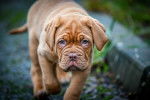 Photo Dogue de Bordeaux
