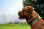 Photo Dogue de Bordeaux