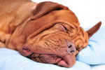 Un Dogue de Bordeaux dort sur un lit