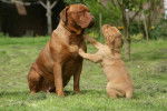 Photo Dogue de Bordeaux