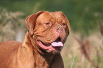 Photo Dogue de Bordeaux