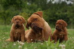 Photo Dogue de Bordeaux