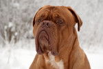 Tête d'un Dogue de Bordeaux dans un paysage enneigé