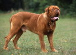 Photo Dogue de Bordeaux