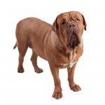 Photo Dogue de Bordeaux