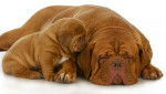 Photo Dogue de Bordeaux