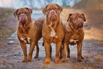 Photo Dogue de Bordeaux