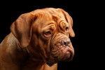 Photo Dogue de Bordeaux