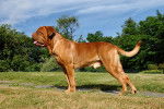 Photo Dogue de Bordeaux