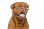 Photo Dogue de Bordeaux