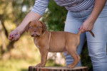 Photo Dogue de Bordeaux