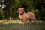 Photo Dogue de Bordeaux