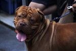 Photo Dogue de Bordeaux