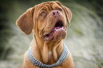 Photo Dogue de Bordeaux