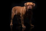 Photo Dogue de Bordeaux