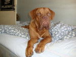 fiasco - Dogue de Bordeaux M&acirc;le (2 ans)