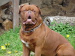 dogue - Dogue de Bordeaux