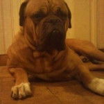 Chien de Mike - Dogue de Bordeaux M&acirc;le (Autre)