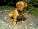 calamity - Dogue de Bordeaux (2 ans)