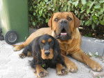 Dolcé et gaya - Dogue de Bordeaux (1 an)