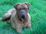Rock - Dogue de Bordeaux M&acirc;le (3 ans)