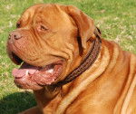 Beauty - Dogue de Bordeaux (7 ans)