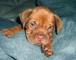 dvreg - Dogue de Bordeaux