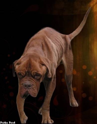 RETRO - Dogue de Bordeaux Mâle (6 ans)