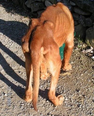 RETRO - Dogue de Bordeaux Mâle (6 ans)