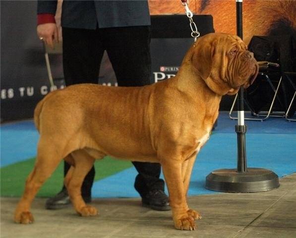 Zeus - Dogue de Bordeaux Mâle (3 ans)