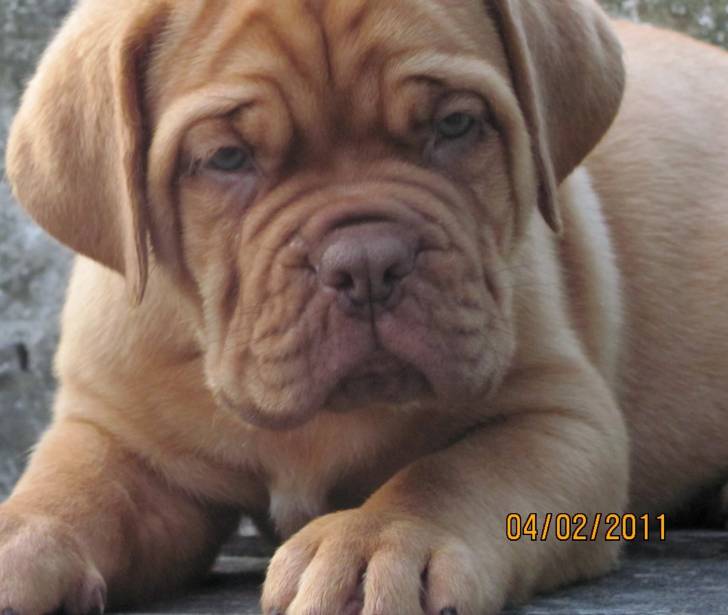 Tehodoro - Dogue de Bordeaux Mâle (3 mois)