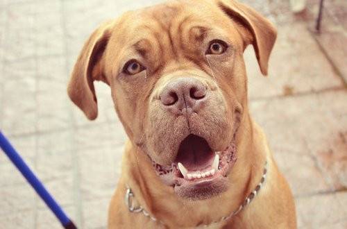 Alex - Dogue de Bordeaux Mâle (2 ans)