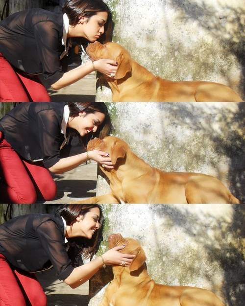 Alex et un de mes amis - Dogue de Bordeaux Mâle (2 ans)