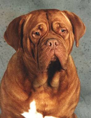 Dogue de Bordeaux - Dogue de Bordeaux