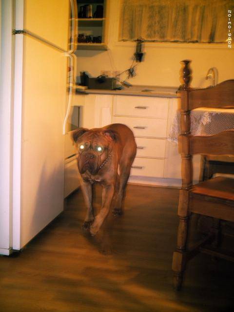 Hootch............dogue de bordeaux!!!!!! - Dogue de Bordeaux