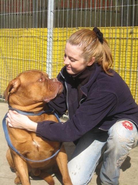 Basile dogue de Bordeaux - Dogue de Bordeaux