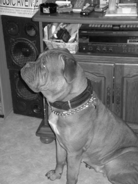 Altesse dogue de bordeaux - Dogue de Bordeaux