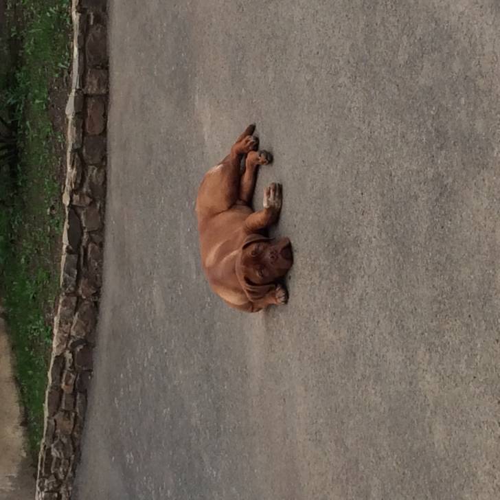Marley - Dogue de Bordeaux Mâle (6 mois)