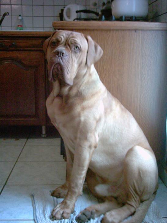 Ne suis pas magnifique à la maison ? - Dogue de Bordeaux